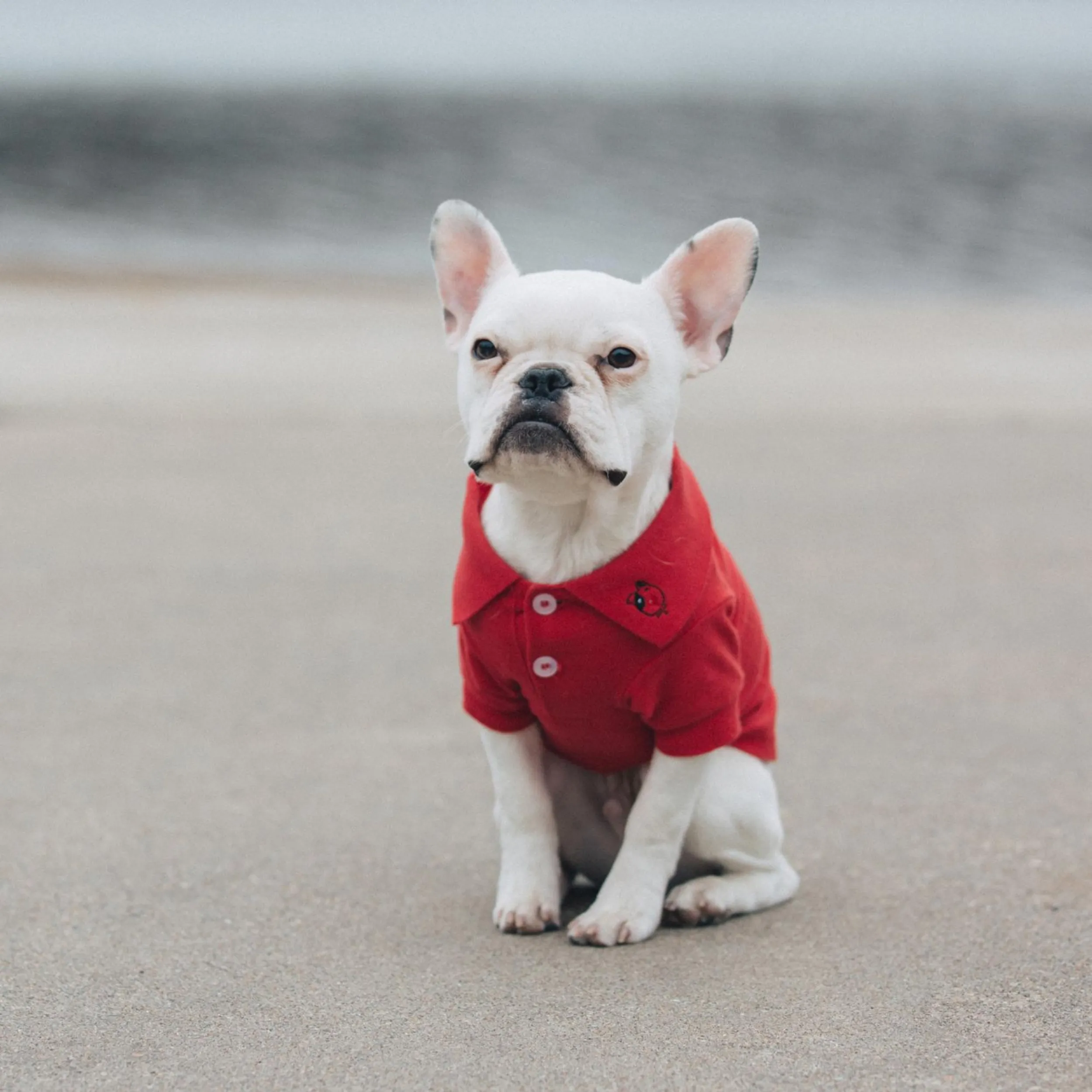 Polo Shirt | Scarlet Red